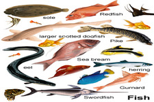 Concept Fish Classification