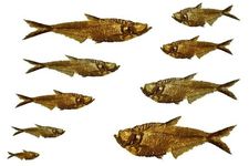 Concept Fish Evolution and Ecology