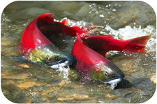 Concept Fish Reproduction and Development