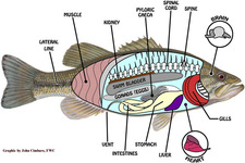 Concept Fish Structure and Function