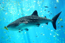 Concept Fish