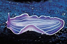 Concept Flatworms