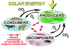 Concept Flow of Energy in Ecosystems
