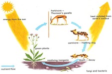 Concept Flow of Matter in Ecosystems