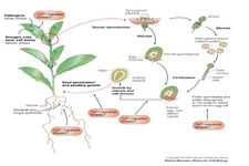 Concept Flowering Plants