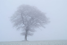 Concept Fog
