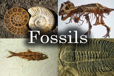 Concept Fossils