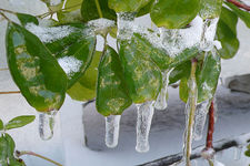 Concept Freezing