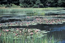 Concept Freshwater and Wetlands Biomes