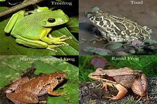 Concept Frogs and Toads
