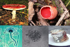 Concept Fungi Classification