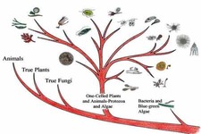 Concept Fungi Evolution
