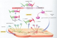 Concept Fungi Reproduction