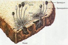 Concept Fungi Structure