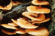 Concept Fungi