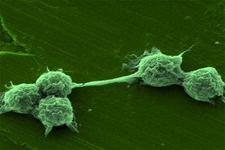 Concept Fungus-like Protists