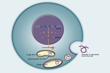 Concept Gene Expression