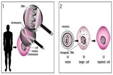 Concept Gene Therapy
