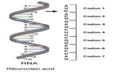 Concept Genetic Code