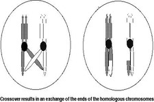 Concept Genetic Linkage