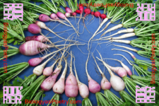 Concept Genetic Variation