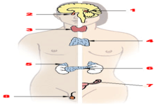 Concept Glands