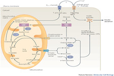 Concept Glucose and ATP