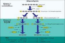 Concept Glycolysis