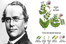 Concept Gregor Mendel and Genetics