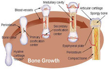 Concept Growth and Development of Bones