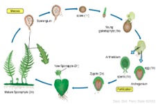 Concept Gymnosperm Life Cycle
