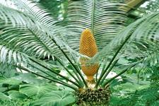 Concept Gymnosperms