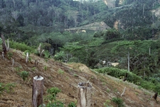 Concept Habitat Destruction