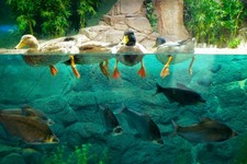 Concept Habitat and Niche
