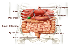 Concept Health of the Digestive System