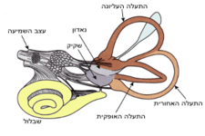 Concept Hearing and Balance