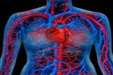 Concept Heart, Blood and Blood Vessels