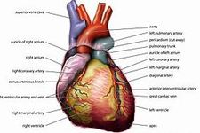 Concept Heart