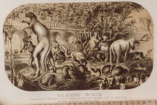 Concept History of Paleozoic Life