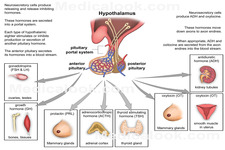 Concept Hormone Regulation
