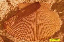 Concept How Fossilization Creates Fossils
