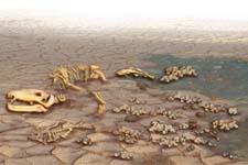Concept Human Actions and the Sixth Mass Extinction