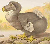 Concept Human Causes of Extinction