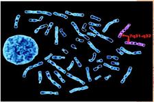 Concept Human Chromosomes and Genes
