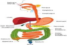 Concept Human Digestive System