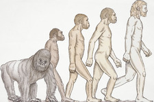 Concept Human Evolution