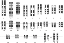 Concept Human Genome Project
