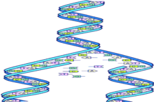 Concept Human Genome
