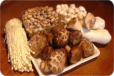 Concept Human Uses of Fungi