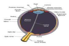 Concept Human Vision